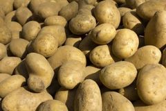POTATO - Image 4