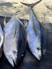 Yellowfin tuna - Image 1