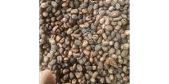 Unrefined Shea Butter (Vitellaria paradoxa) - Ivory Coast Origin, Raw Natural, for Cosmetics & Food – product photo 3, product detail gallery