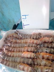 Frozen Raw Shrimp — PD (Peeled & Deveined, Tail-off) — Wild-Caught Atlantic - Image 1