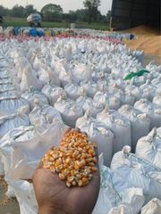 Maize Corn - Image 3