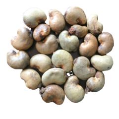 Top Brazilian / Cheap Price Kernel Organic Quality Cashews Nut Supplier Offers Benin Raw Cashew Nuts In Shell - Image 2