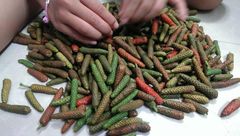 DRIED LONG PEPPER Size 3-7cm Color Black Style Dried Shape Piece Weight (kg) 50 Taste Spicy Hot Drying Process AD Processing Type - Image 6