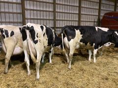 Wholesale pregnant Holstein heifers for sale with high milk yield and strong genetics - Image 2
