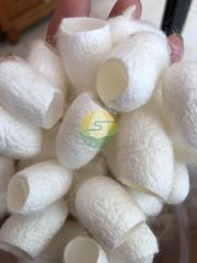 100% Raw Natural Silk Fiber Mulberry Silk Worm Cocoon for Skincare - Image 2