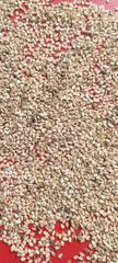 Sesame Seeds - Image 1
