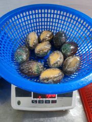 Frozen Boiled Abalone - Image 4
