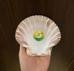 Natural Eco-Friendly Polished Folk Art Scallop Seashells White Yellow Shell Collection for DIY Crafts Home Decor Wedding - Image 1