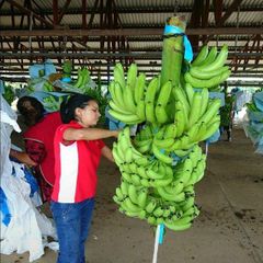 Fresh Organic Cavendish Bananas Handpicked Sweet 10kg for Wholesale and Retail Distribution - Image 2