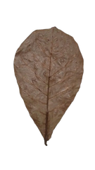 Dried Catappa Leaves Grade A+ Grade A+ Max. Moisture (%) 1% Source Tree Terminalia Catappa Drying Process Naturally sun/air-dried - Image 2
