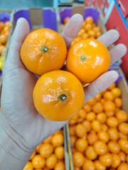 FRESH NADORCOTT MANDARINS FOR SALE!! CLASS 1 EXPORT QUALITY NADORCOTT MANDARINS FOR EXPORT – product photo 4, product detail gallery