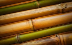 Bamboo products decorative bamboo poles bamboo raw materials from 99 Gold Data (84 327076054) - Image 6