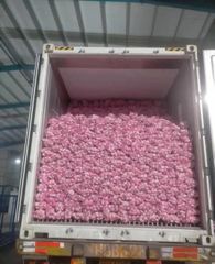 China High Quality Garlic for Wholesale - Image 5