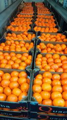 Fresh Murcott Oranges Sweet Juicy Easy Peel Premium Quality For Export quality packing - Image 5