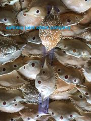 Premium Dried Crab Shell Eco- Friendly for Stuffing & Decoration - Image 4