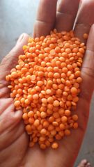 Lentils