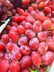 PREMIUM SEEDLESS GRAPES FOR SALE - RED SEEDLESS GRAPES, BLACK SEEDLESS GRAPES, WHITE/YELLOW SEEDLESS GRAPES – product photo 3, product detail gallery