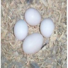 Wholesale Fresh White Chicken Eggs Supply - Image 3