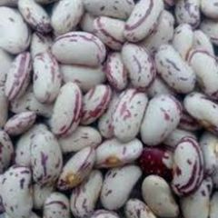 White Kidney Beans