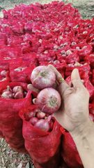 fresh indian onion (nashik) – product photo 4, product detail gallery