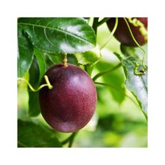 High quality passion fruit offered for wholesale tropical fruit supply - Image 2