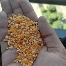 Crushed Maize - Image 3