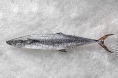 Frozen Kingfish (Seer Fish) – Whole and Gutted – product photo 1, product detail gallery