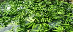 CAVENDISH BANANA FRESH GRADE A – product photo 4, product detail gallery