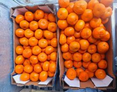 Fresh Murcott Oranges Sweet Juicy Easy Peel Premium Quality For Export quality packing - Image 4
