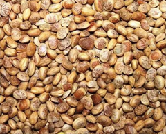 Charoli Chironji Seed – product photo 5, product detail gallery