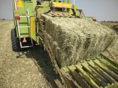 Rhodes Grass Quality A+ Grade Quality Packaging 400/Kg - 450/Kg - Image 1