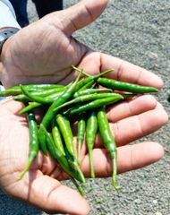 fresh green chilli – product photo 3, product detail gallery