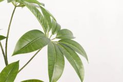 Umbrella Tree New Style Ecofriendly Artificial Plant - Image 2