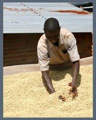 Burundi Arabica Green Coffee - Image 6