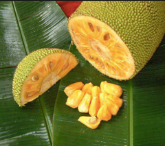 Jack fruit - Image 5
