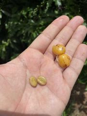 Brazil Rio Minas Arabica Green Coffee Beans, Screen 14/16, Minas Gerais Origin, 60 kg Bags – product photo 2, product detail gallery