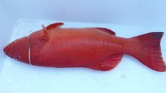 Groupers (Sunu) Type Fresh, Frozen Style 1.0 - 2.0 kg Packaging Master Carton, - Image 1