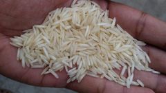Basmati Rice 1509 Creamy Sella - Image 2