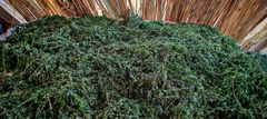Premium Organic Dried Moringa Oleifera Drumstick Leaves and Fine Leaf Powder Bulk Export Grade - Image 3