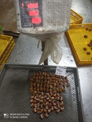 FROZEN SEAFOOD ALL PRODUCTS - Image 4