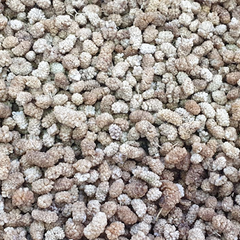 Dried Mulberries Color Golden Texture Chewy Flavor Sweet With Chewy Taste Like Dried Figs Processing Method Sun-dried Without Preservatives Or - Image 2