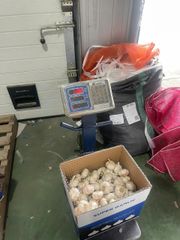 Fresh Garlic-Alho-Chesnok from Vietnam – High Quality, Competitive Price, Bulk Export Supplier, Contact +84 396549272 – product photo 2, product detail gallery