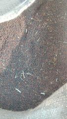 Mustard seeds Additives Free Aroma Powerful Texture Vibrant Oil Content Rich Quality Control Rigorous Color Yellow, Black, - Image 1