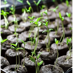 EcoGrow Coconut Pellets - Organic Seed Starters Shape Round Packaging Carton Box Max. Moisture (%) 15 Material Coconut - Image 4