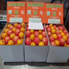 Navel Orange - Image 1