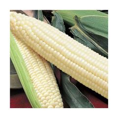 High Volume Corn Supply frozenchickenexports.com - Image 4