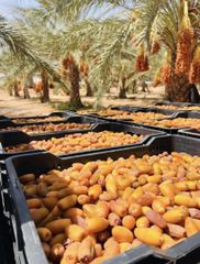 Premium Libyan Degla Dates – Export Quality - Image 5