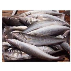 Available Stock Of Frozen Hake Fish/ Frozen Hake Fillet Fish. - Image 1