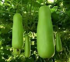 Fresh Bottle Gourd - Image 4
