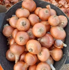 Red & Yellow high-quality fresh onions from Egypt - Image 2